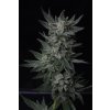 T.H. Seeds Auto Bubblegum feminizovaná autoflowering auto