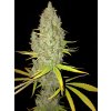 Copy of Chicle T.H. Seeds Chicle AKA BubbleDawg feminizovaná