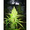 Copy of IMG 5180 T.H. Seeds Chicle AKA BubbleDawg feminizovaná