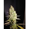 Copy of IMG 5352 T.H. Seeds Chicle AKA BubbleDawg feminizovaná