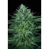 T.H. Seeds Cold Creek Kush regulérní