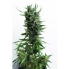 T.H. Seeds Auto Critical HOG feminizovaná autoflowering
