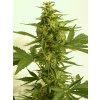 T.H. Seeds Auto Critical HOG feminizovaná autoflowering