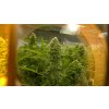 T.H. Seeds Critical HOG feminizovaná
