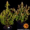 Barney´s Farm Tangerine Dream feminizovaná
