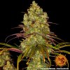 Barney´s Farm Tangerine Dream feminizovaná