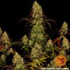 Barney´s Farm Tangerine Dream feminizovaná