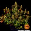 Barney´s Farm Tangerine Dream feminizovaná
