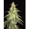T.H. Seeds La S.A.G.E. CBD feminizovaná