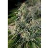 cbd sage T.H. Seeds La S.A.G.E. CBD feminizovaná