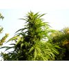 SAGE 3 T.H. Seeds La S.A.G.E. feminizovaná