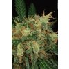 SAGE1 T.H. Seeds La S.A.G.E. feminizovaná