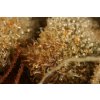 SAGE5 T.H. Seeds La S.A.G.E. feminizovaná