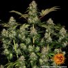 Barney´s Farm Tangerine Dream Auto feminizovaná autoflowering