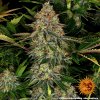 Barney´s Farm Tangerine Dream Auto feminizovaná autoflowering