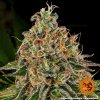 Barney´s Farm Tangerine Dream Auto feminizovaná autoflowering