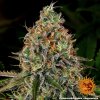 Barney´s Farm Tangerine Dream Auto feminizovaná autoflowering