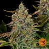 Barney´s Farm Tangerine Dream Auto feminizovaná autoflowering