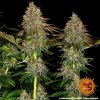 Barney´s Farm Tangerine Dream Auto feminizovaná autoflowering