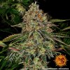 Barney´s Farm Tangerine Dream Auto feminizovaná autoflowering