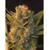 MK UltraxBubble1 T.H. Seeds MK-Ultra Kush X Bubblegum feminizovaná