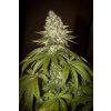 T.H. Seeds Auto MK-Ultra Kush feminizovaná autoflowering