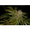 T.H. Seeds Auto MK-Ultra Kush feminizovaná autoflowering