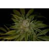 T.H. Seeds Auto MK-Ultra Kush feminizovaná autoflowering