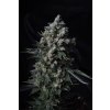 T.H. Seeds Auto MK-Ultra Kush feminizovaná autoflowering