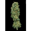 MK Ultra3 (1) T.H. Seeds MK-Ultra Kush feminizovaná