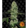 Barney´s Farm Tangerine Dream Auto feminizovaná autoflowering