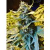 T.H. Seeds Auto Northern HOG feminizovaná autoflowering