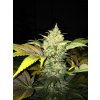 T.H. Seeds Roof 95 feminizovaná
