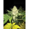 T.H. Seeds Roof 95 feminizovaná