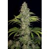 Copy of cbd sage 2 (1) T.H. Seeds S.A.G.E. CBD feminizovaná