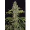 Copy of cbd sage plant 1 05 copyright by gbi 2016 (1) T.H. Seeds S.A.G.E. CBD feminizovaná