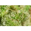 Sage'n Sour resin T.H. Seeds Sage´n Sour feminizovaná