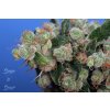 T.H. Seeds Sage´n Sour feminizovaná