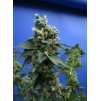 1 Sage'n Sour T.H. Seeds Sage´n Sour feminizovaná