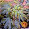 Barney´s Farm Vanilla Kush feminizovaná