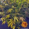 Barney´s Farm Vanilla Kush feminizovaná