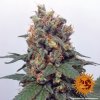 Barney´s Farm Vanilla Kush feminizovaná
