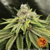 Barney´s Farm Vanilla Kush feminizovaná