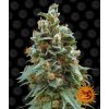 Barney´s Farm Vanilla Kush feminizovaná