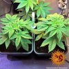 Barney´s Farm Afghan Hash Plant, regulérní