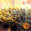 Barney´s Farm Afghan Hash Plant, regulérní