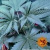 Barney´s Farm CBD Caramel, regulérní