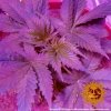 Barney´s Farm CBD Caramel, regulérní