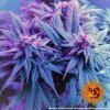 Barney´s Farm CBD Caramel, regulérní
