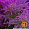 Barney´s Farm CBD Caramel, regulérní